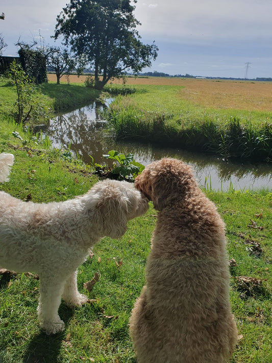 Tips om je hond te verwennen op dierendag