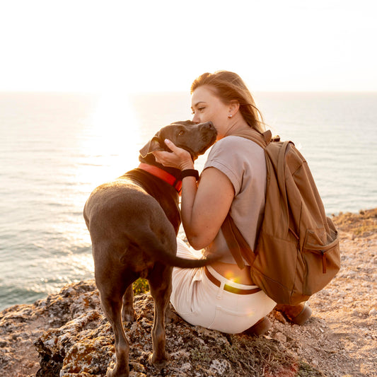 De Leukste Vakantiebestemmingen in Nederland voor Jou en Je Hond