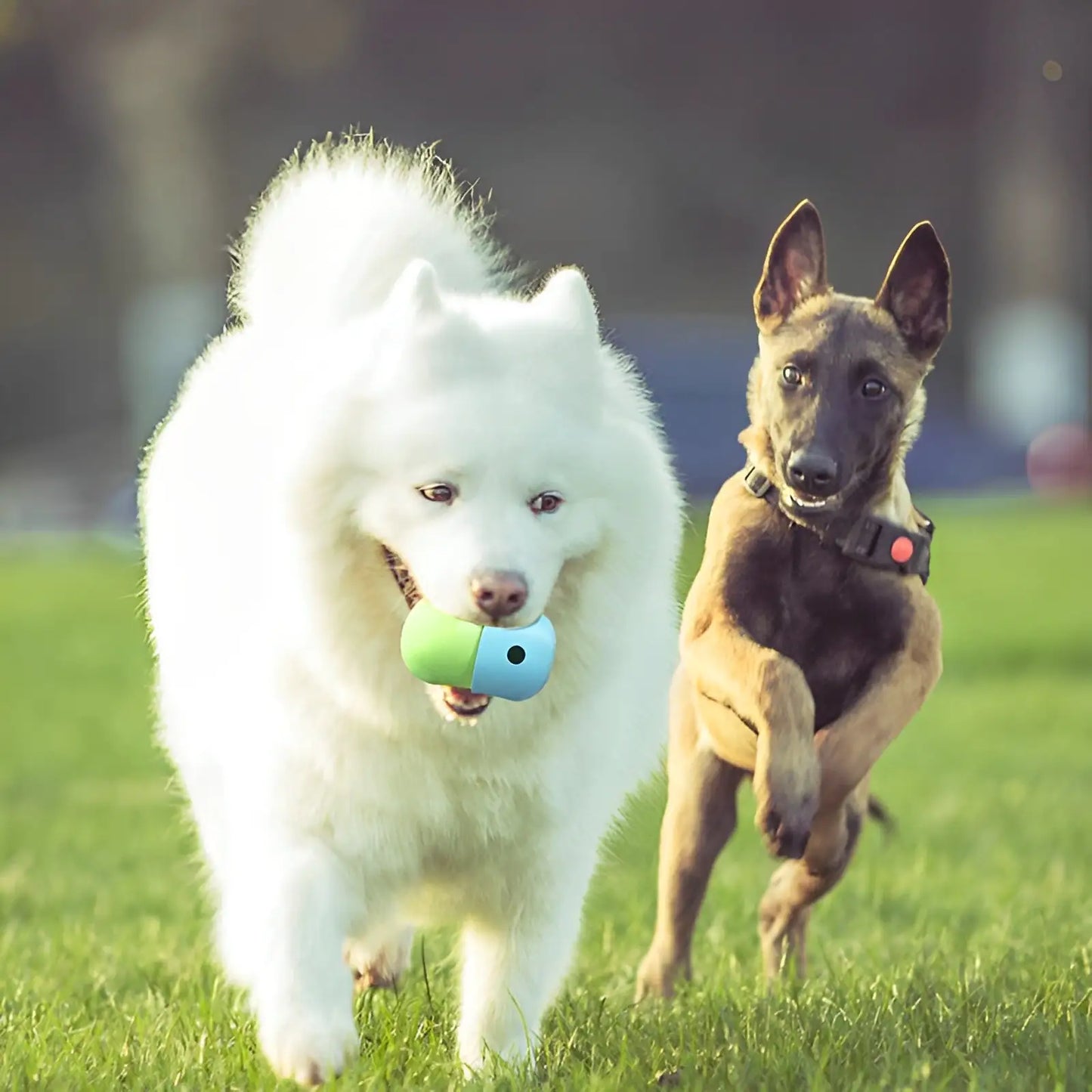 Intelligentie Voer Speeltje voor Honden