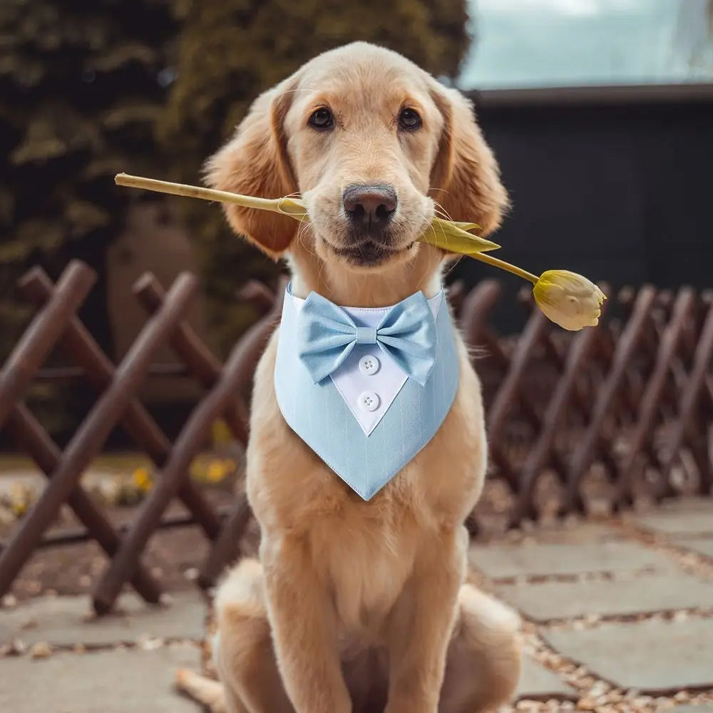 Schattige Smoking Met Strik Voor Honden